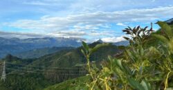 OPORTUNIDAD AGROINDUSTRIAL: FINCA AGUACATERA EN PRODUCCIÓN