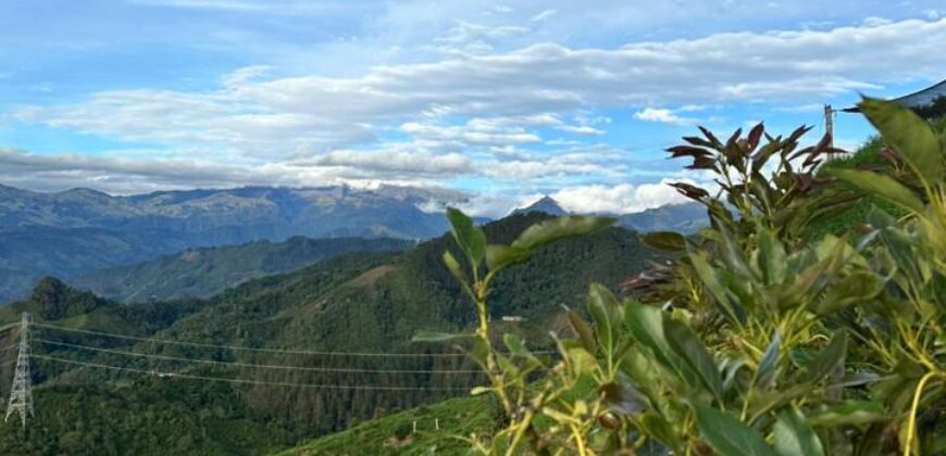 OPORTUNIDAD AGROINDUSTRIAL: FINCA AGUACATERA EN PRODUCCIÓN