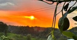 OPORTUNIDAD AGROINDUSTRIAL: FINCA AGUACATERA EN PRODUCCIÓN