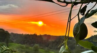 OPORTUNIDAD AGROINDUSTRIAL: FINCA AGUACATERA EN PRODUCCIÓN
