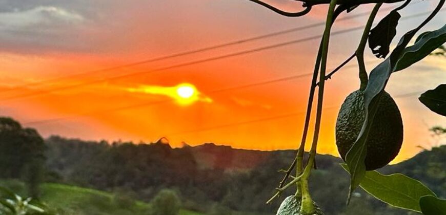 OPORTUNIDAD AGROINDUSTRIAL: FINCA AGUACATERA EN PRODUCCIÓN